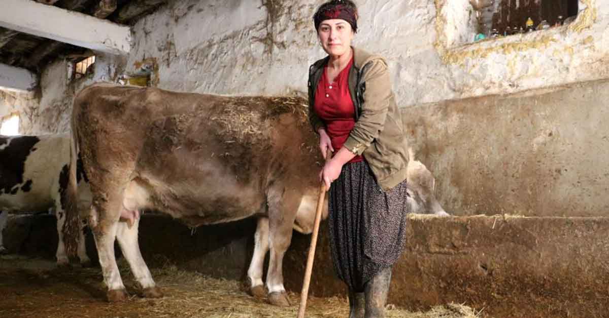 Aldığı iki inek geçim kapısına dönüştü 3 Aldığı iki inek geçim kapısına dönüştü