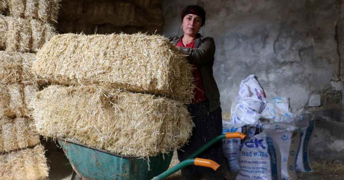 Aldığı iki inek geçim kapısına dönüştü 4 Aldığı iki inek geçim kapısına dönüştü