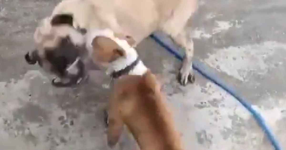 Köpek dövüştüren 3 kişiye 50 bin lira ceza 1 Köpek dövüştüren 3 kişiye 50 bin lira ceza