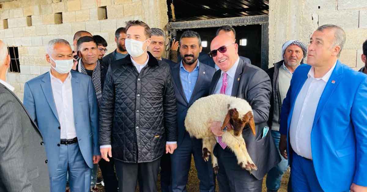 Şanlıurfa'da gözaltındaki 35 koyunu meclis kurtardı!