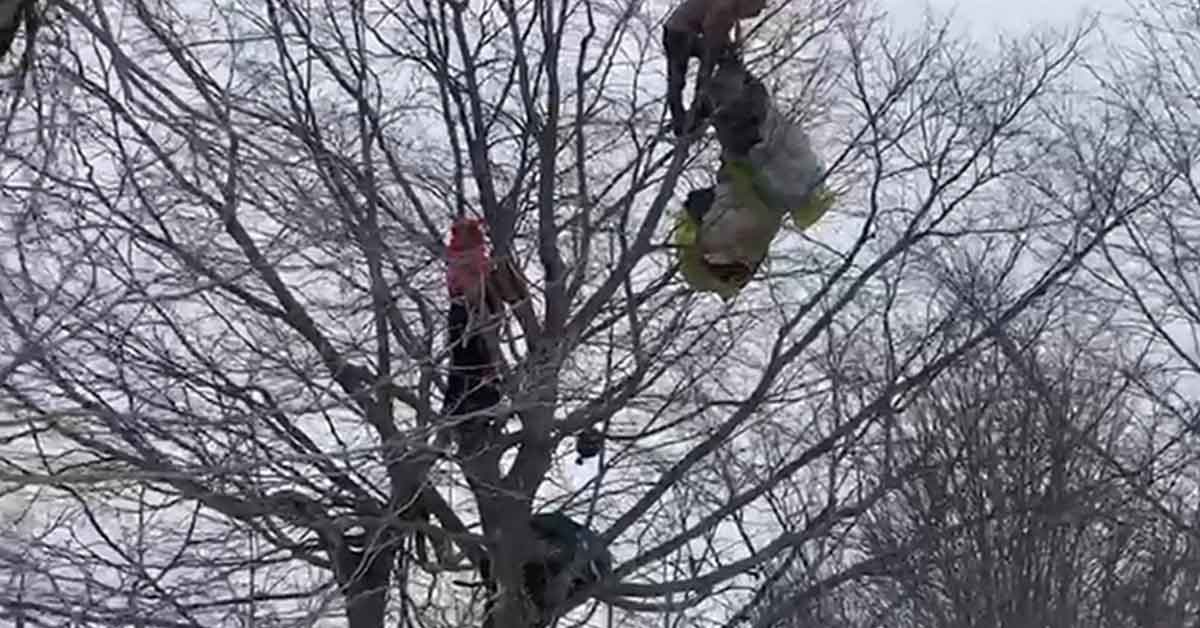 Paraşütle düşen vatandaş ağacın tepesinde mahsur kaldı