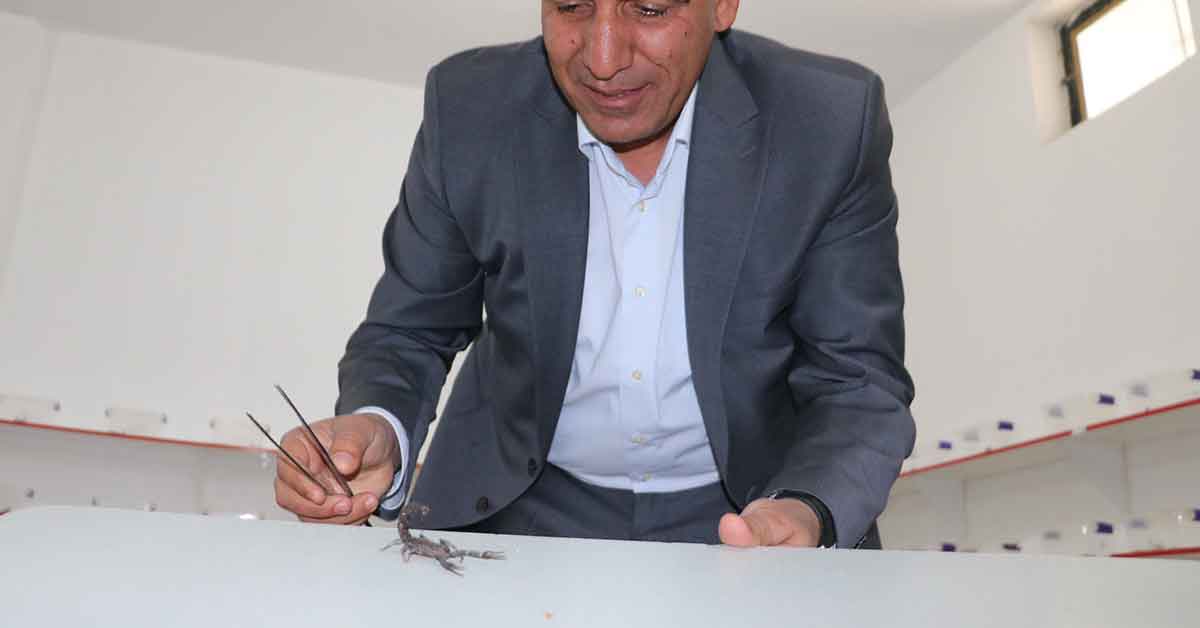Şanlıurfalı “Akrep Ali” 10 yaşından beri kara akreplerle yaşıyor 3 Urfalı Ali 10 yaşından beri kara akreplerle yaşıyor