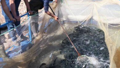 Şanlıurfa’dan Türkiye’ye yıllık 20 bin ton balık