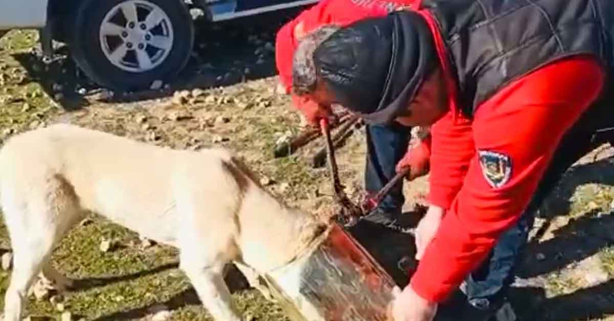 Şanlıurfa'da başına teneke sıkışan köpek kurtarıldı