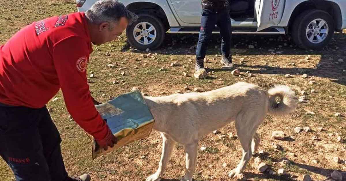 Şanlıurfa'da başına teneke sıkışan köpek kurtarıldı