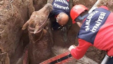Urfa'da foseptik çukuruna düşen yarış atı kurtarıldı