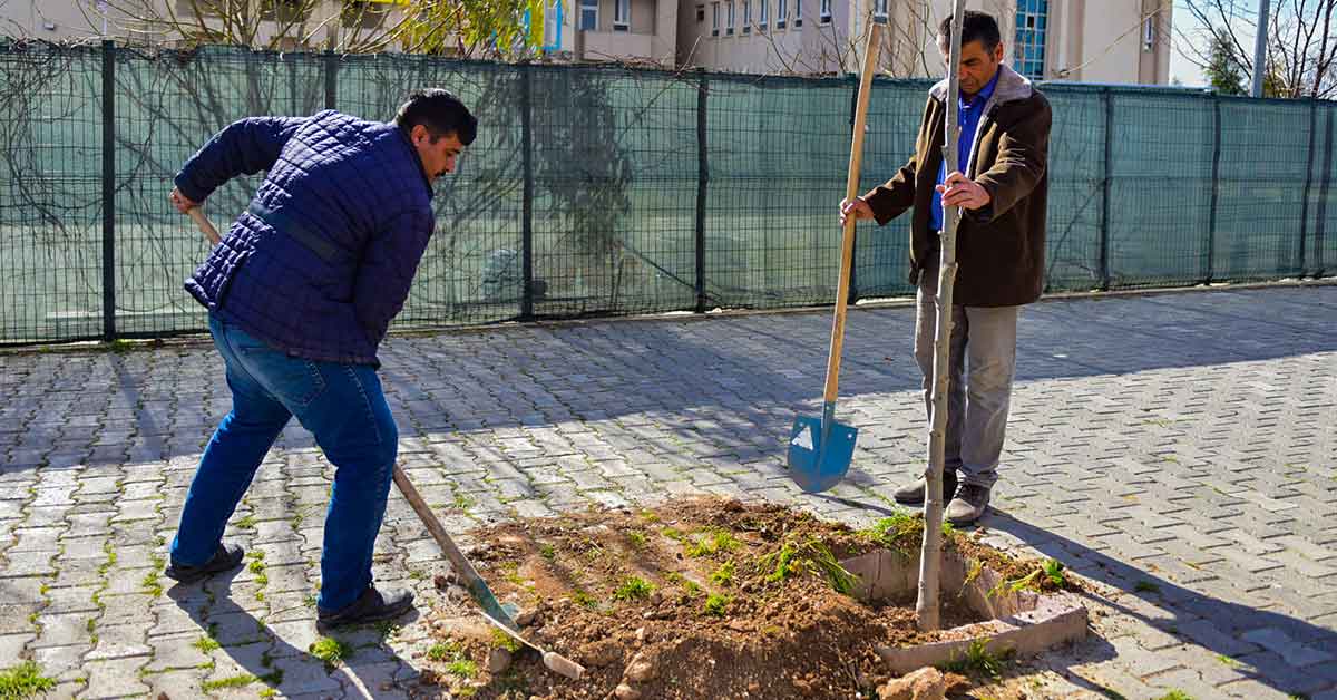 35 Bin Fidan Yeşil Ceylanpınar İçin Toprakla Buluştu 1 35 Bin Fidan Yeşil Ceylanpınar İçin Toprakla Buluştu