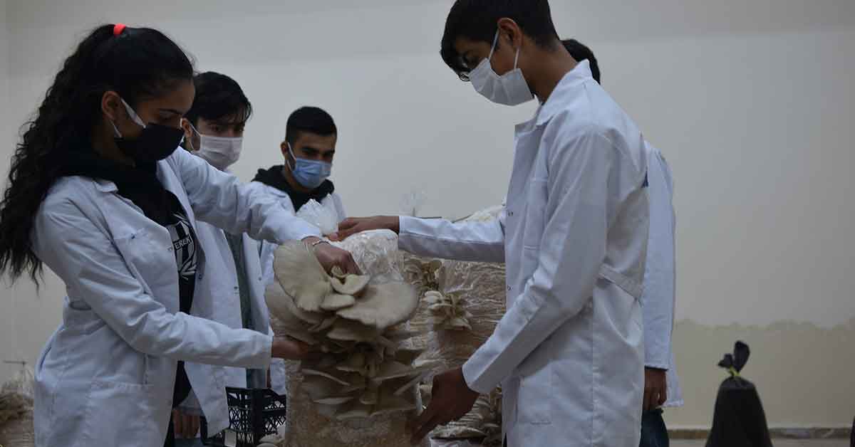 Urfa'da öğrenciler ürettikleri istiridye mantarlarının hasadına başladı