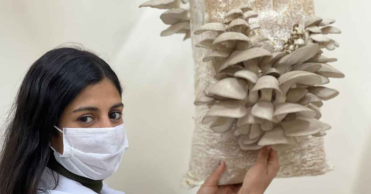 Urfa'da öğrenciler ürettikleri istiridye mantarlarının hasadına başladı