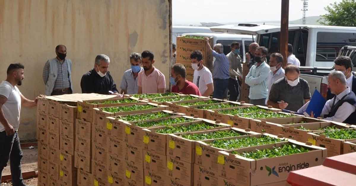 Şanlıurfa’da 100 Bin Adet Biber Fidesi Dağıtıldı 1 kapya sanliurfa 1