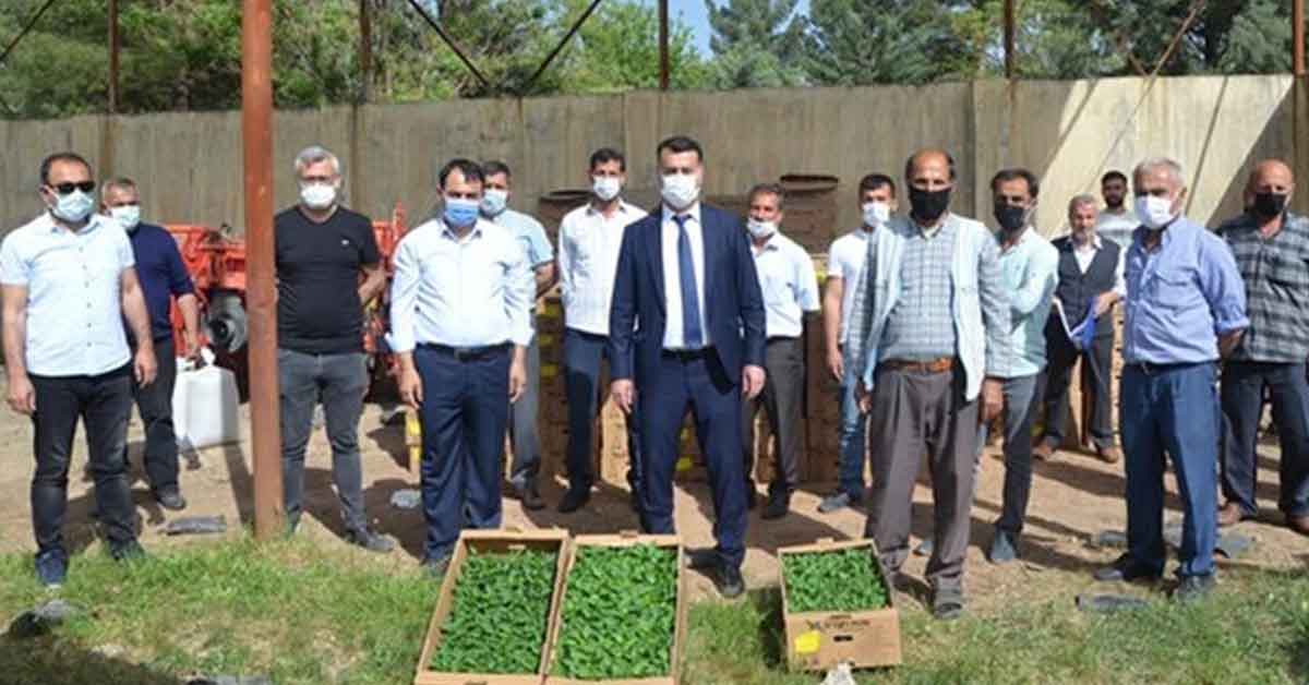 Şanlıurfa’da 100 Bin Adet Biber Fidesi Dağıtıldı 2 kapya sanliurfa