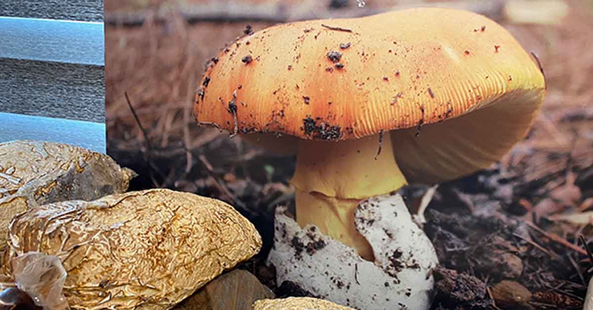 Doğada yoğunlukla bulunan köy göçüren mantarı öldürüyor 1 Doğada yoğunlukla bulunan köy göçüren mantarı öldürüyor
