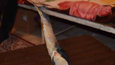 Urfa'da Balaban kuşu yaralı halde bulundu