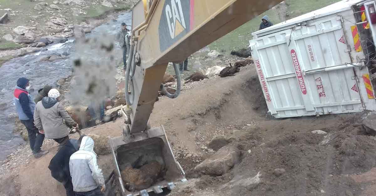 Şanlıurfa'dan giden hayvanlar telef oldu 2 Şanlıurfa'dan giden hayvanlar telef oldu