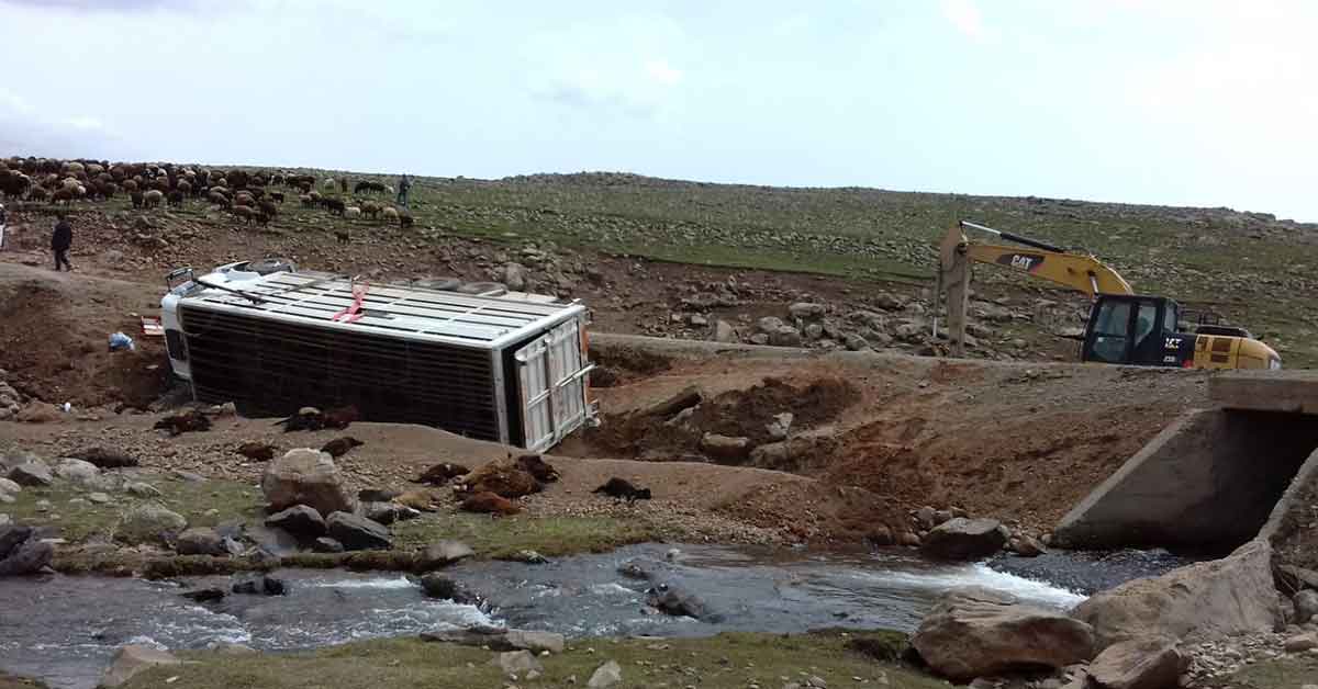 Şanlıurfa'dan giden hayvanlar telef oldu 1 Şanlıurfa'dan giden hayvanlar telef oldu