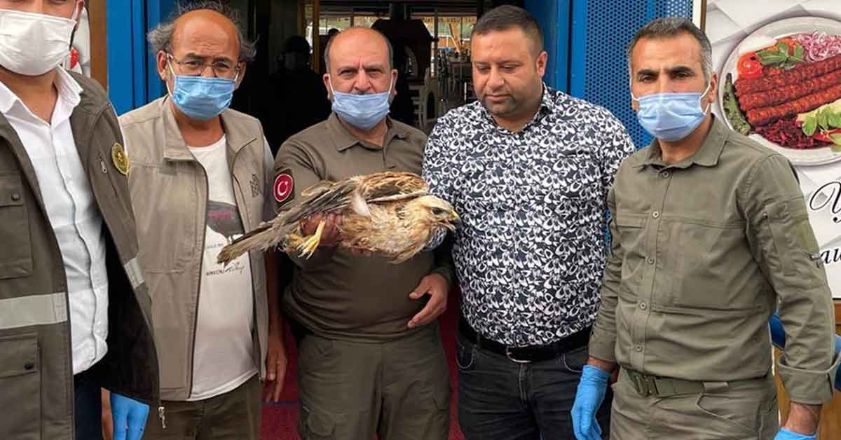 Şanlıurfa'da yaralı Kızıl Şahin tedavi altına alındı
