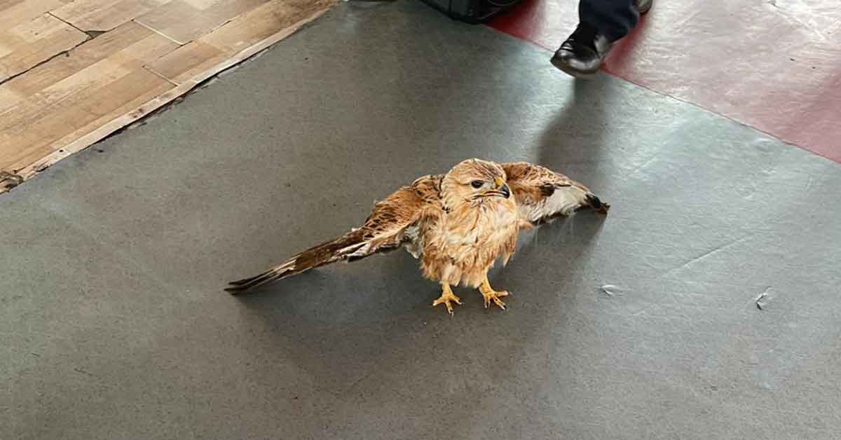 Şanlıurfa'da yaralı Kızıl Şahin tedavi altına alındı