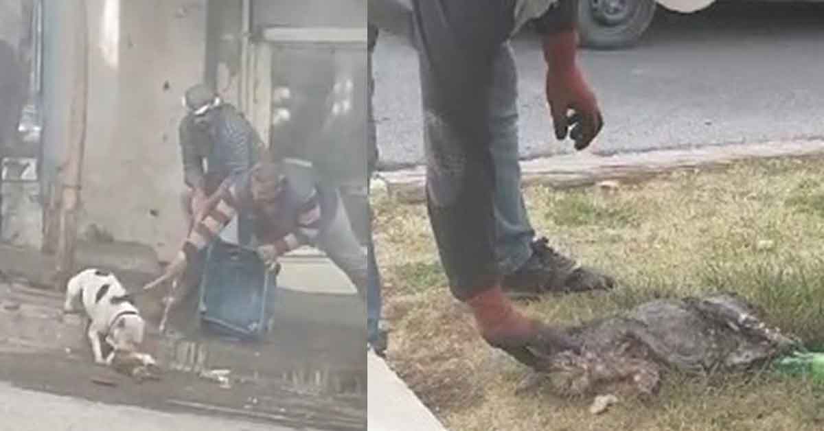 Şanlıurfa’da pitbull dehşeti 4 Şanlıurfa’da pitbull dehşeti