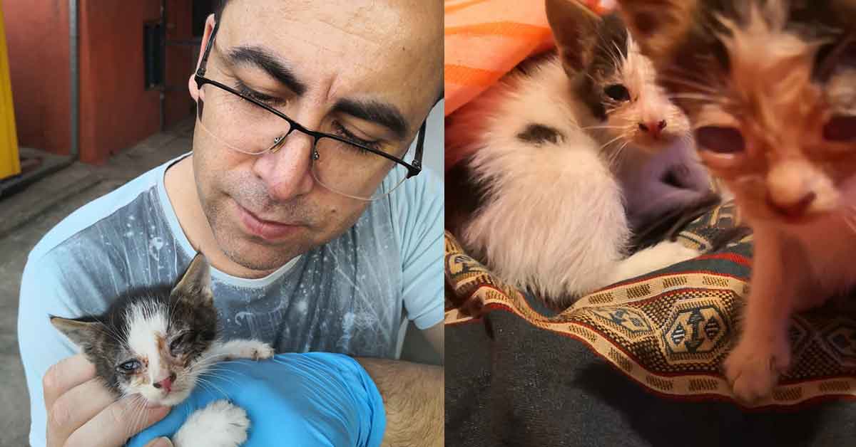 Sokakta kalan yavru kedilere emniyet müdürü sahip çıktı