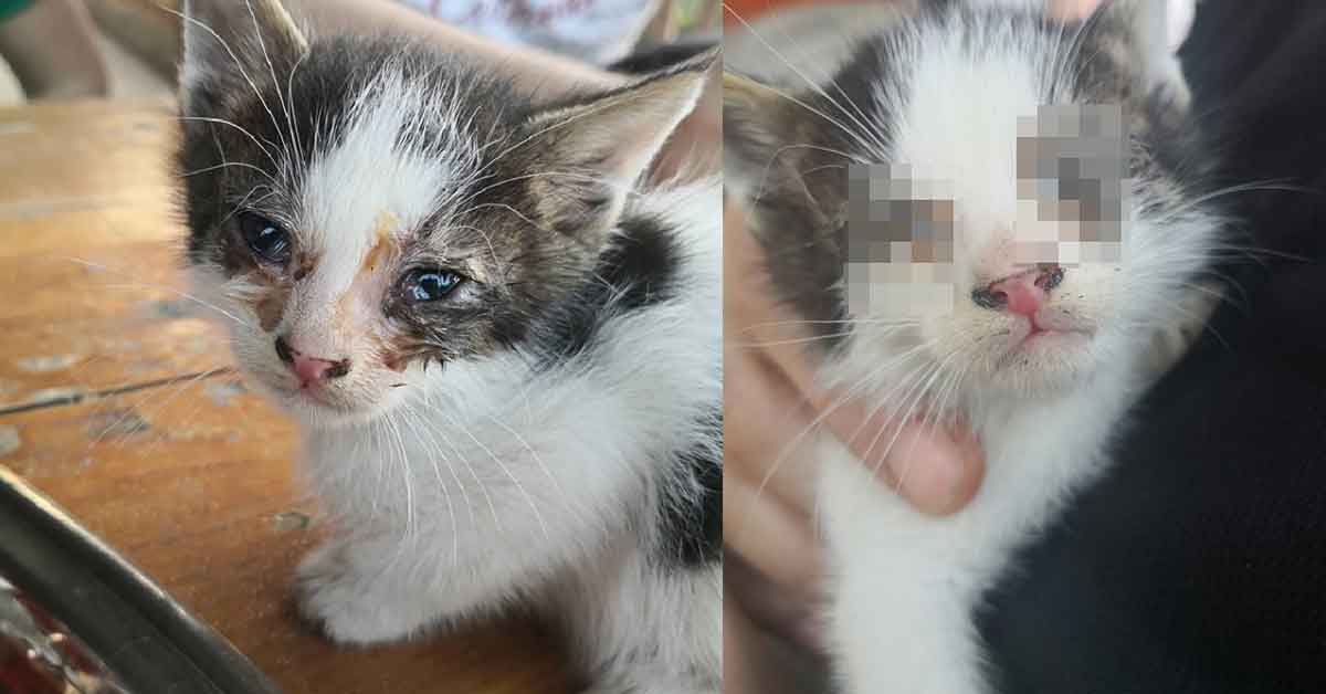 Sokakta kalan yavru kedilere emniyet müdürü sahip çıktı