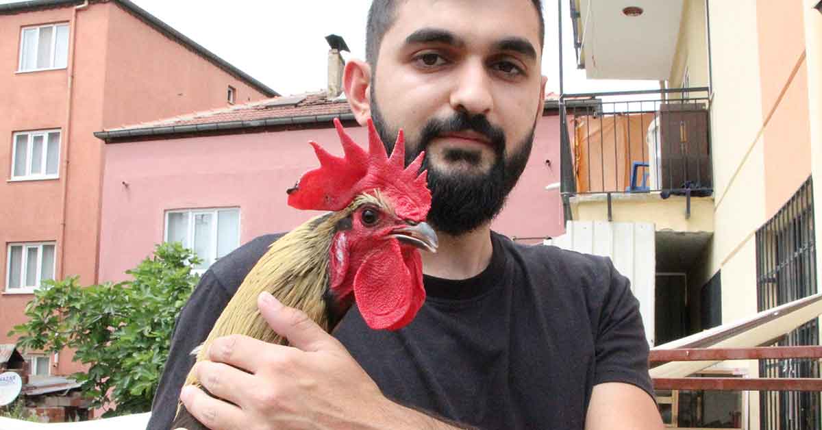 ‘Bayılan horoz' İngiltere'den davet aldı