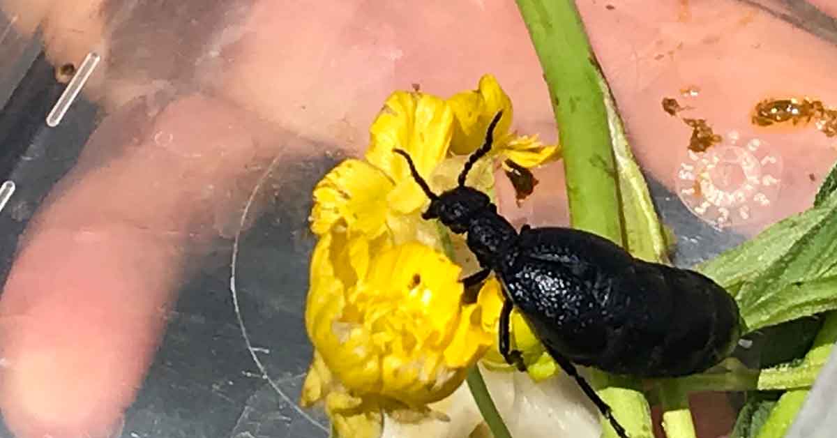 İstilacı çekirgenin düşmanı bu böcek 3 İstilacı çekirgenin düşmanı bu böcek