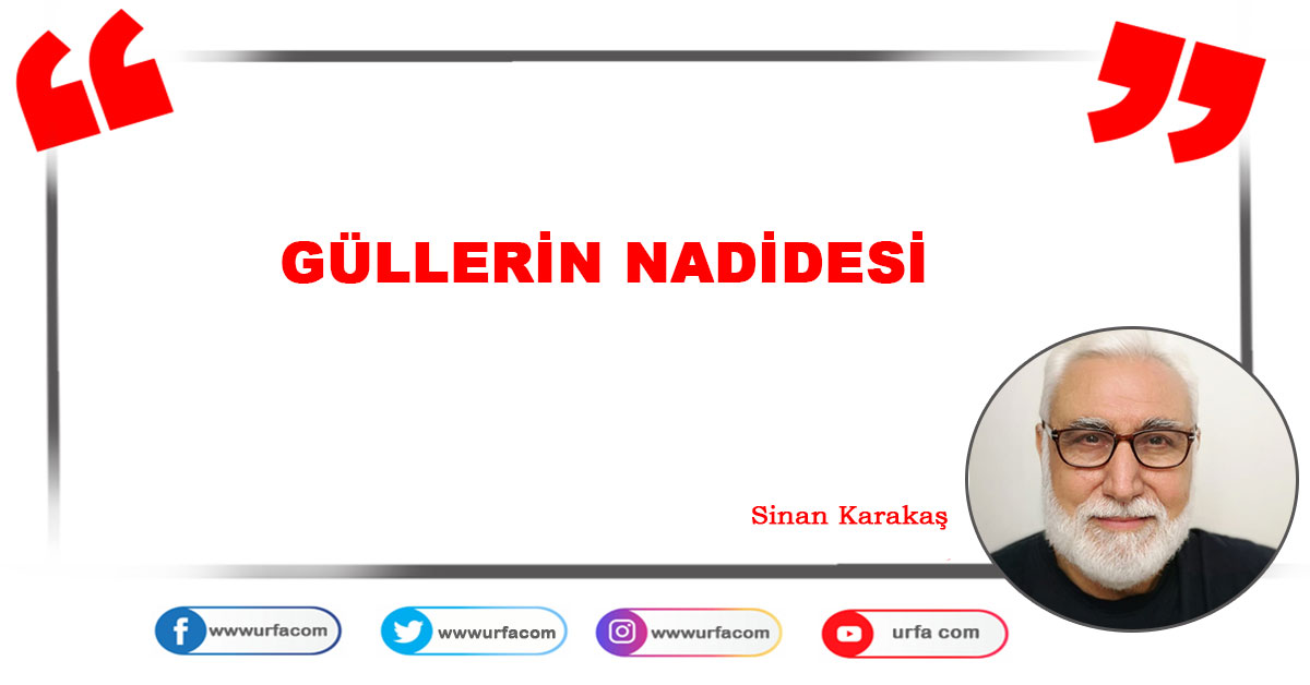 Güllerin Nadidesi 1 Güllerin Nadidesi