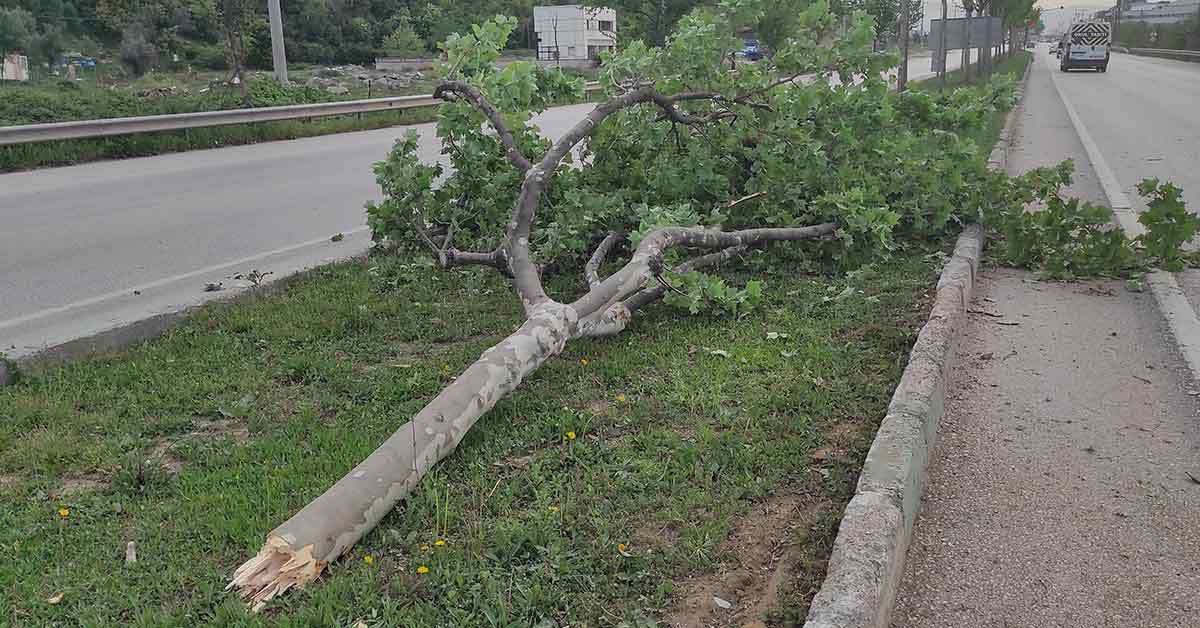 Ağacı yerinden sökerek takla attı: 1 yaralı 1 Aydınlatma direği ve ağacı yerinden sökerek takla attı: 1 yaralı
