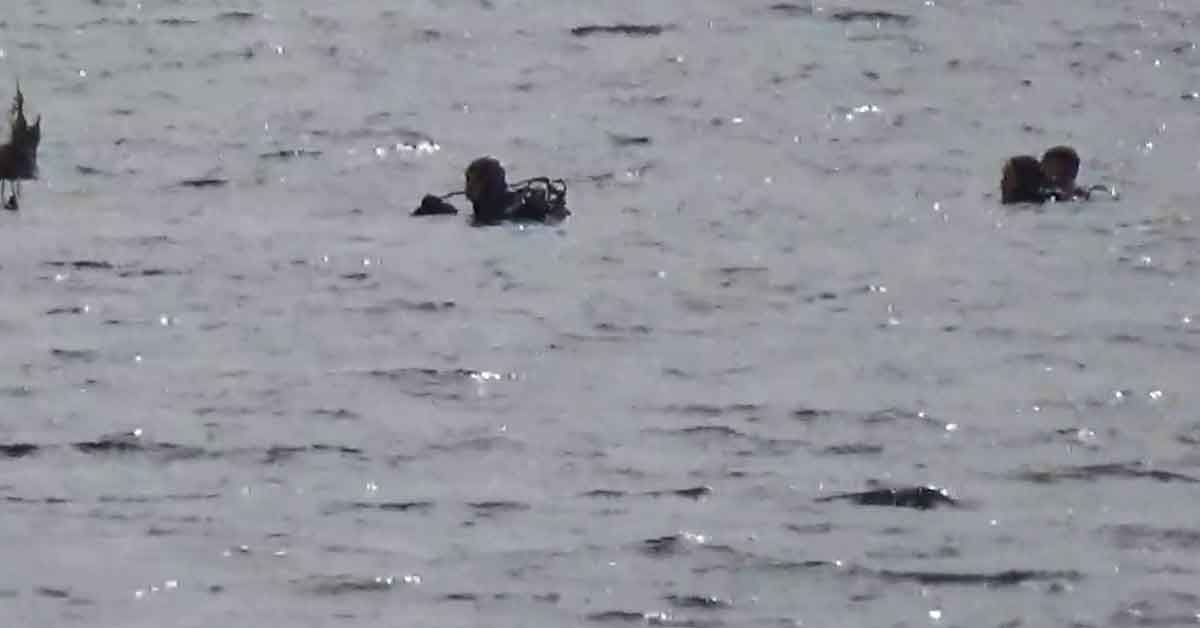Urfa'da Fırat Nehri'ne atlayan gence 3 gündür ulaşılamıyor