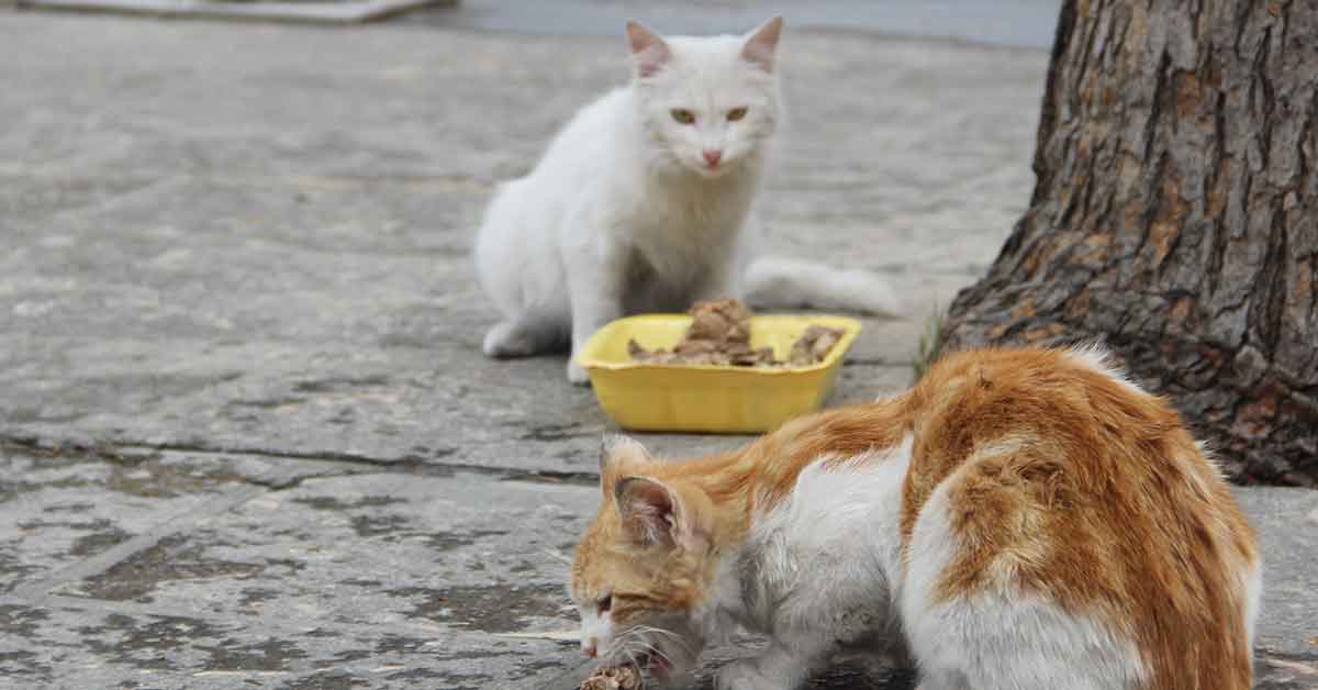 Urfa'da gençler kısıtlamada sokak hayvanları unutmadı