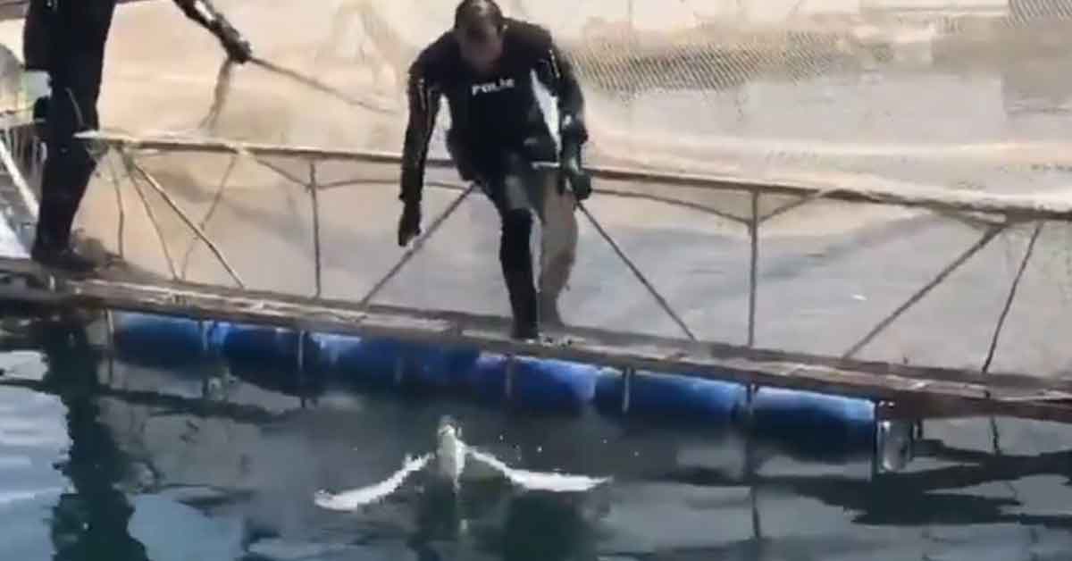 Dalgıç polisler bu kez Urfa'da bir kuşu kurtardı 1 Dalgıç polisler bu kez Urfa'da bir kuşu kurtardı
