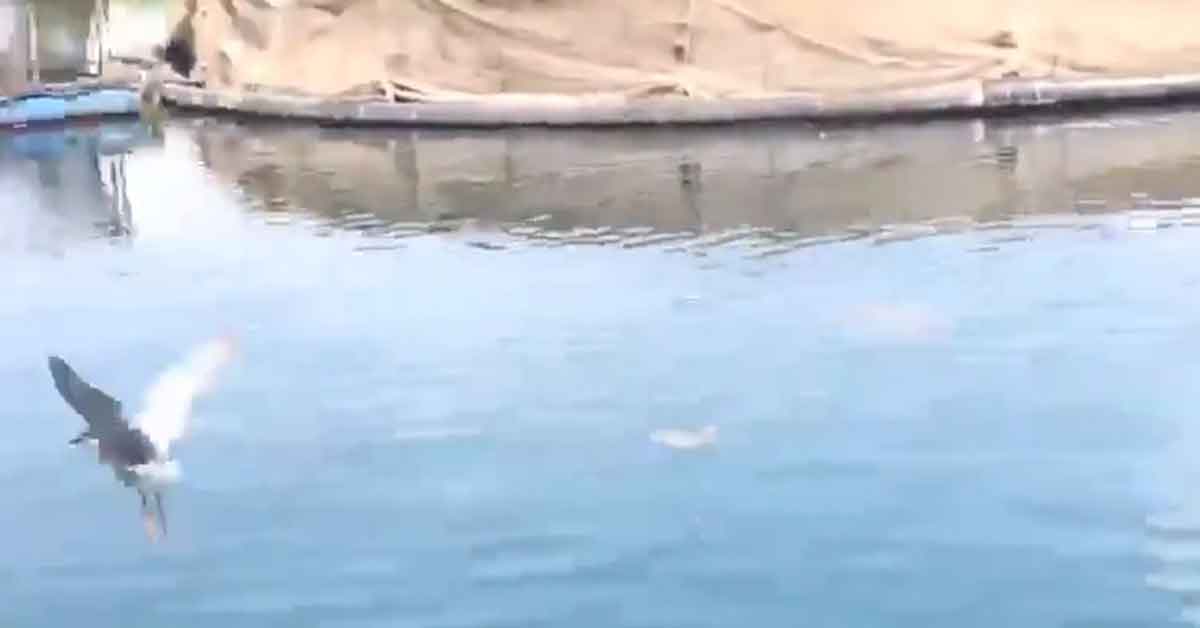 Dalgıç polisler bu kez Urfa'da bir kuşu kurtardı