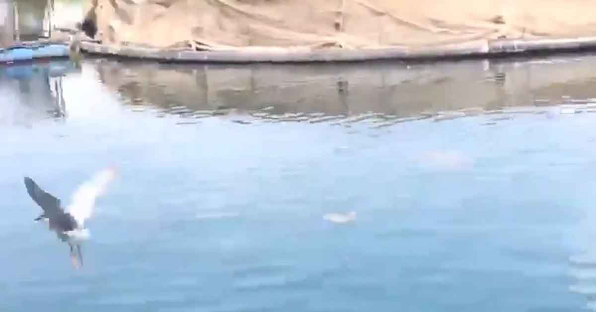 Dalgıç polisler bu kez Urfa'da bir kuşu kurtardı 2 Dalgıç polisler bu kez Urfa'da bir kuşu kurtardı