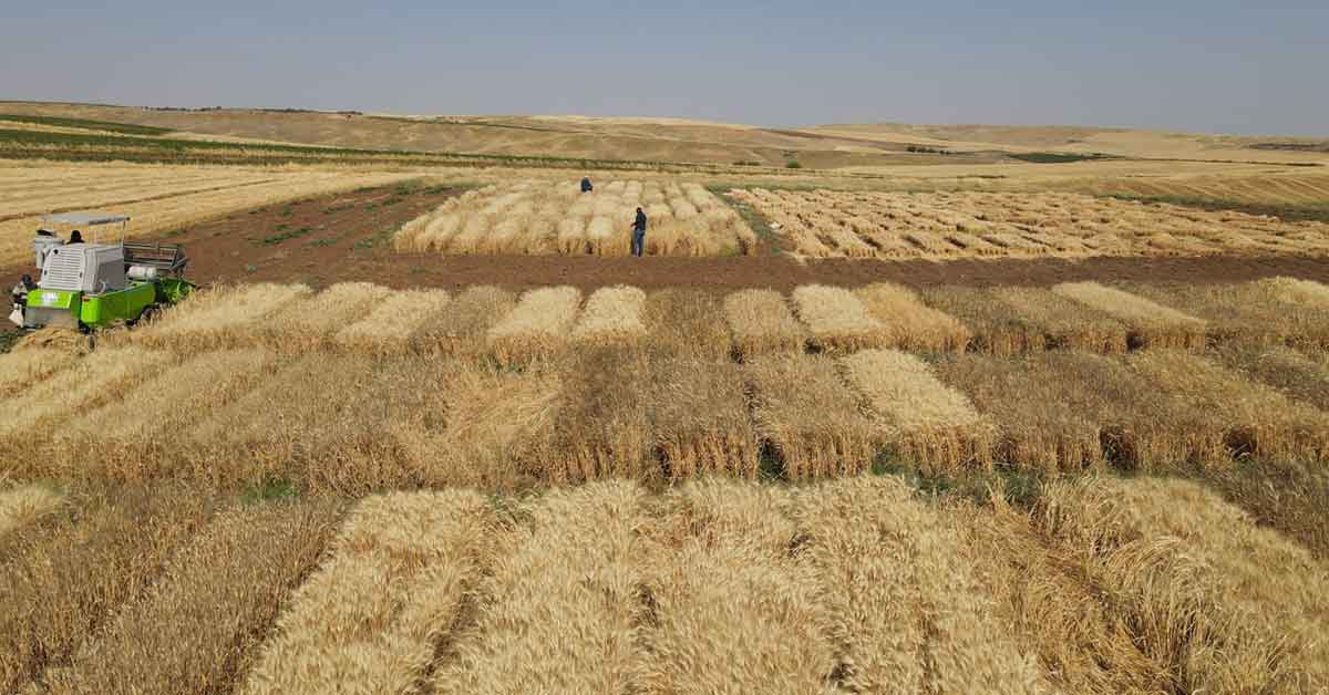HRÜ'de Buğday Çeşit Geliştirme Çalışmaları Devam Ediyor