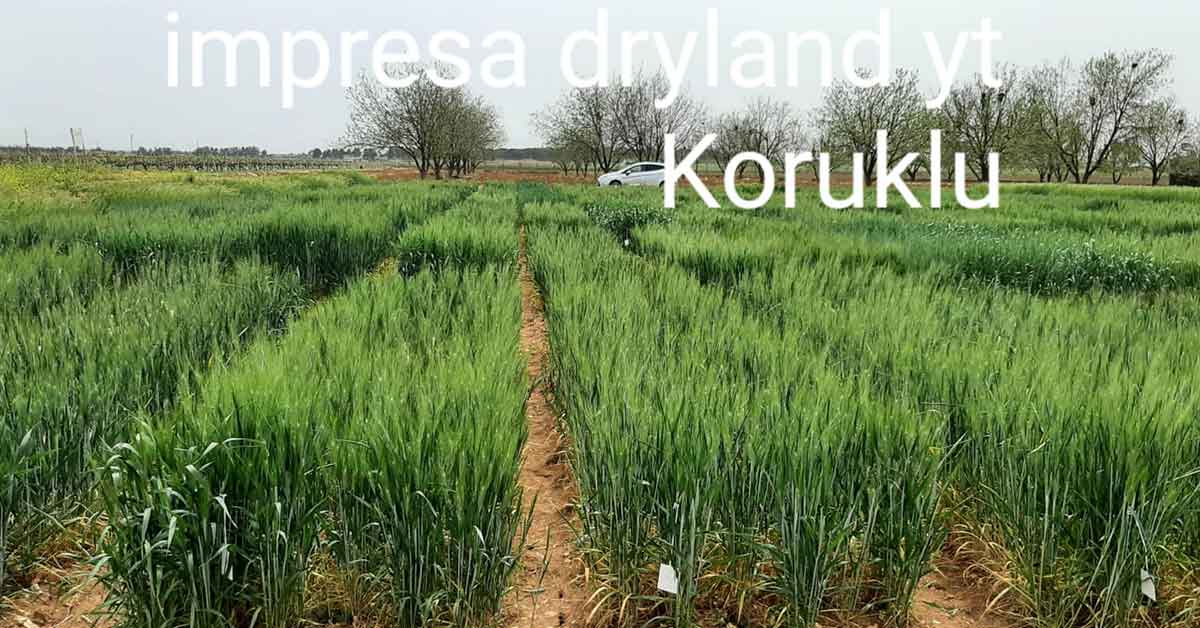 HRÜ'de Buğday Çeşit Geliştirme Çalışmaları Devam Ediyor