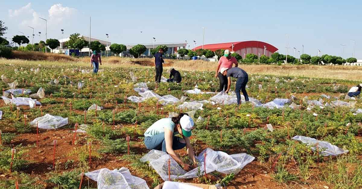 HRÜ'de Gen Bankası oluşturuldu