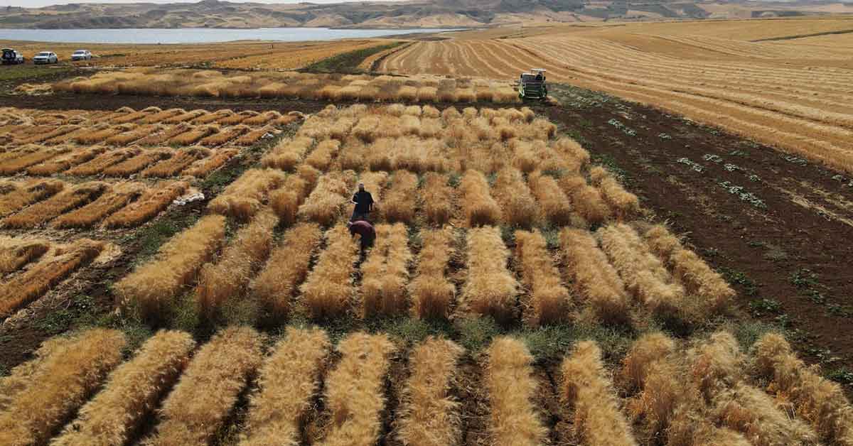 HRÜ'de Buğday Çeşit Geliştirme Çalışmaları Devam Ediyor