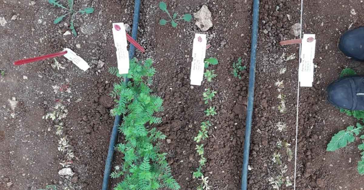 HRÜ, Tarımda Yeniliklerin Öncüsü Olmaya Devam Ediyor