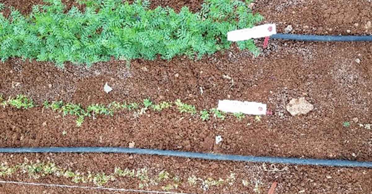HRÜ, Tarımda Yeniliklerin Öncüsü Olmaya Devam Ediyor