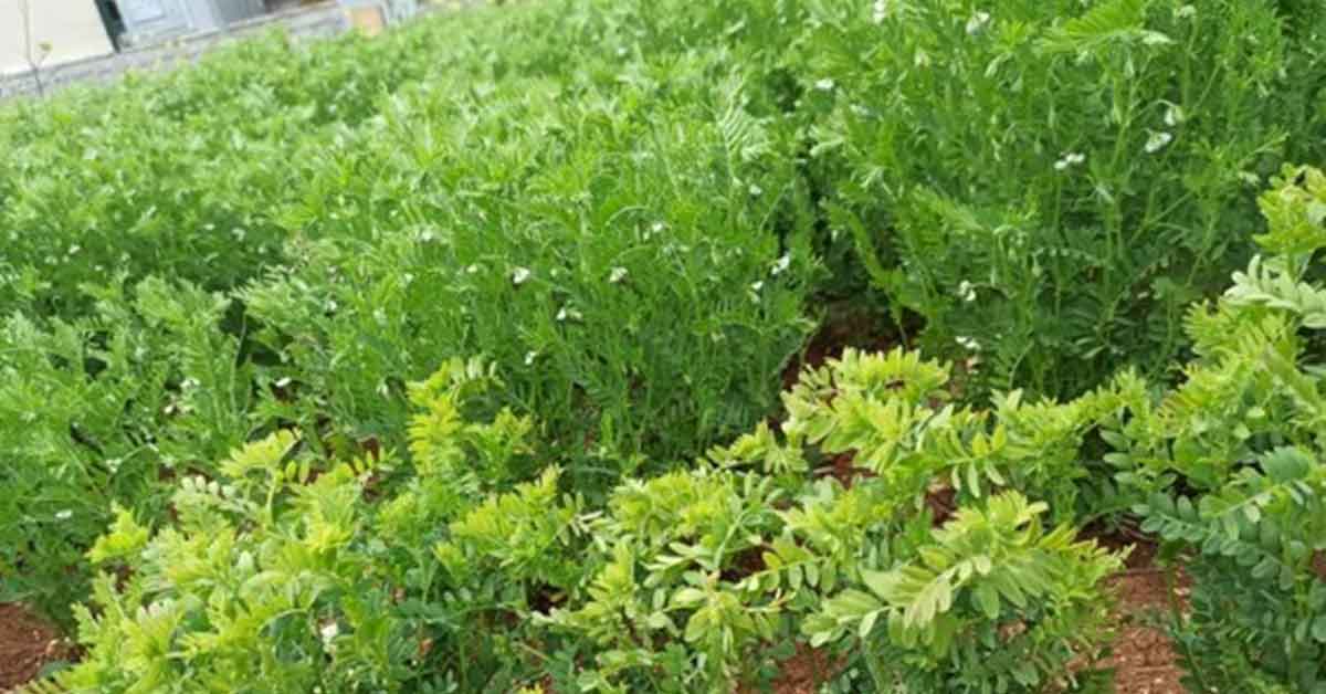 HRÜ, Tarımda Yeniliklerin Öncüsü Olmaya Devam Ediyor