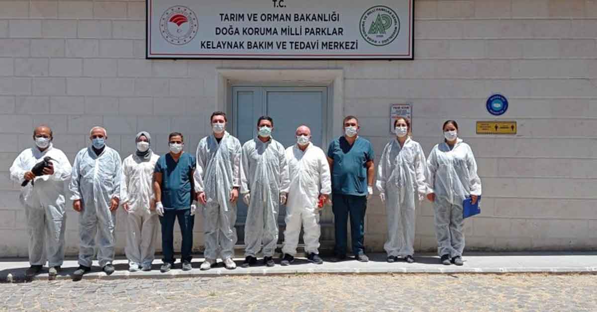 Birecik'te kelaynak sayısı arttı 4 Birecik'te kelaynak sayısı arttı