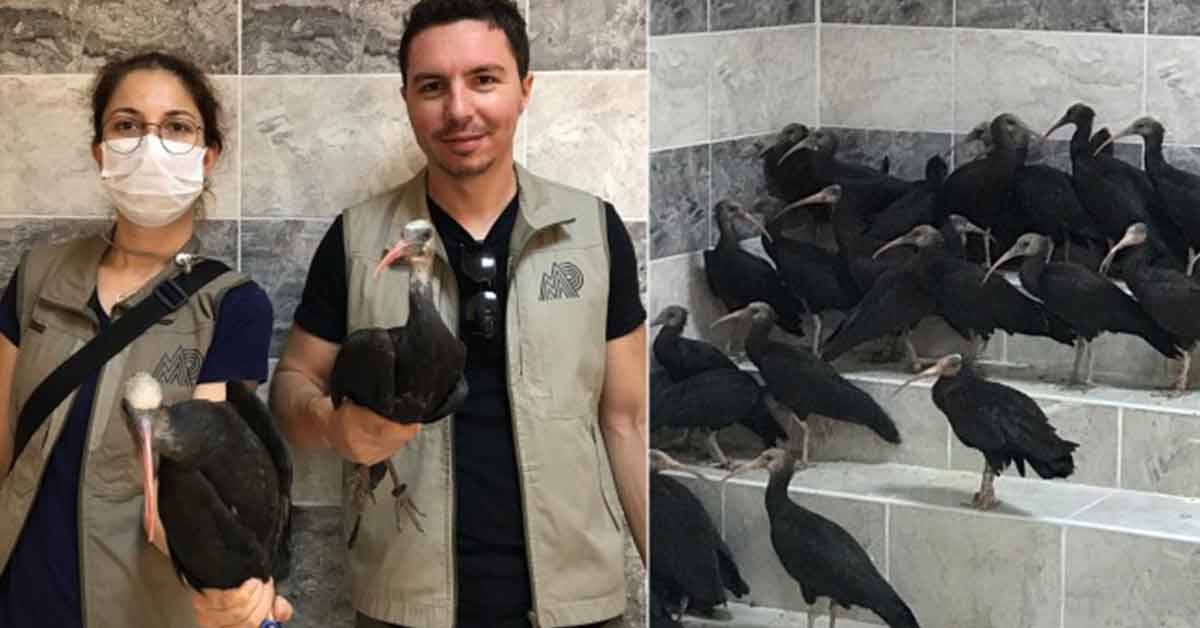 Birecik'te kelaynak sayısı arttı 1 Birecik'te kelaynak sayısı arttı