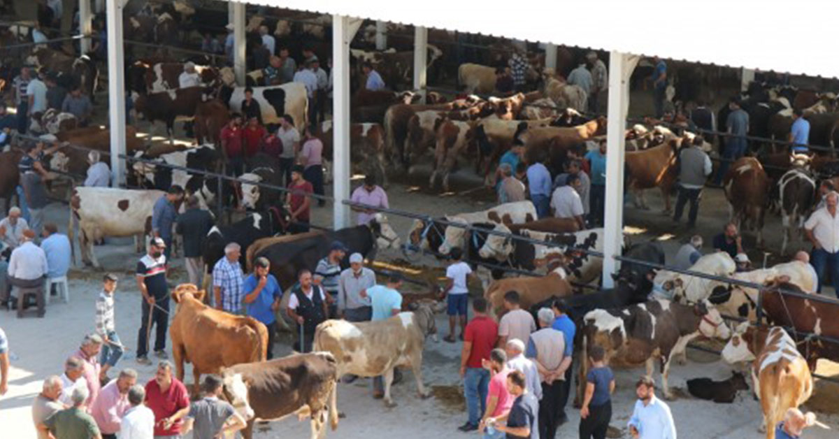 Bölgenin En Büyük Hayvan Pazarı Faaliyette 1 hayvan pazari urfa