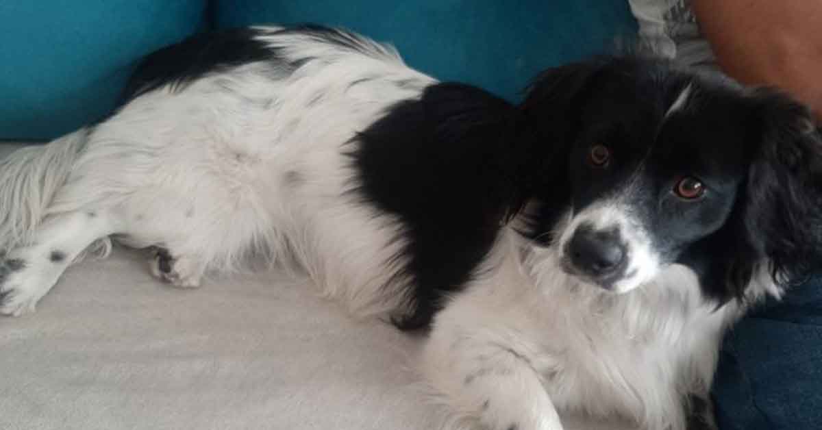 ‘Panda’yı bulana bin tl ödül verilecek