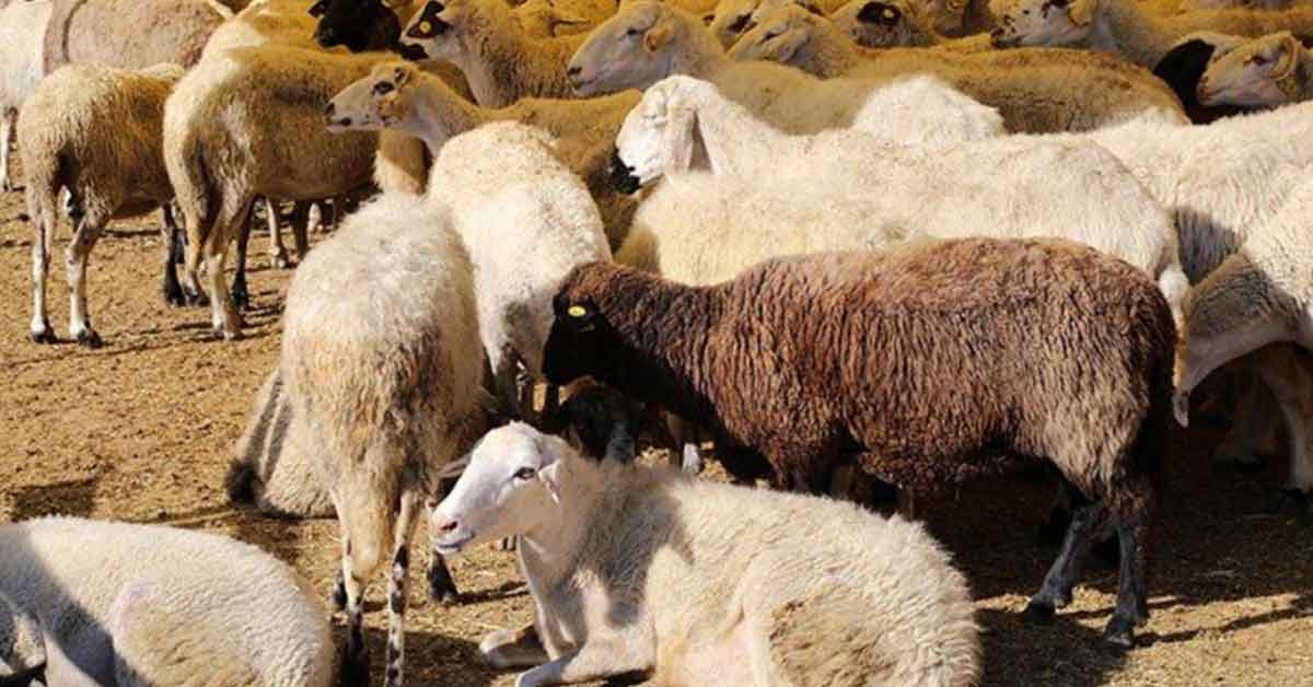 Şanlıurfa'da bulunan koyun sayısı belli oldu