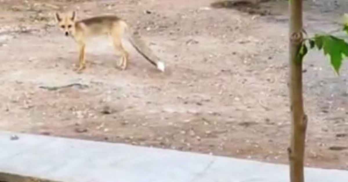 Şanlıurfa'da gündüz gözüyle tilki 1 Şanlıurfa'da gündüz gözüyle tilki