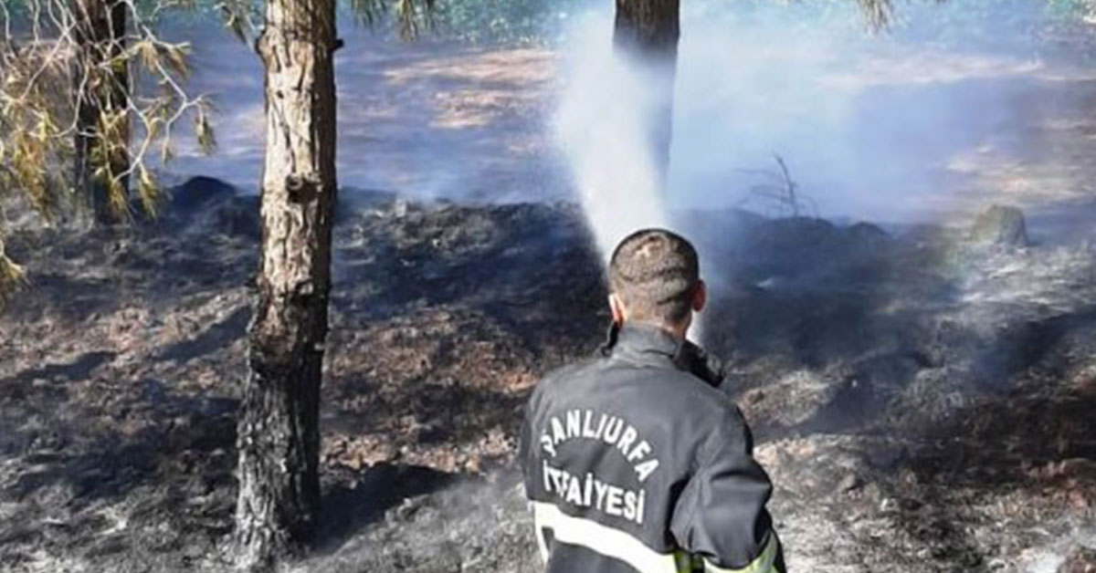 Ceylanpınar’da Ağaçlık Alanda Yangın 1 yangin urfa