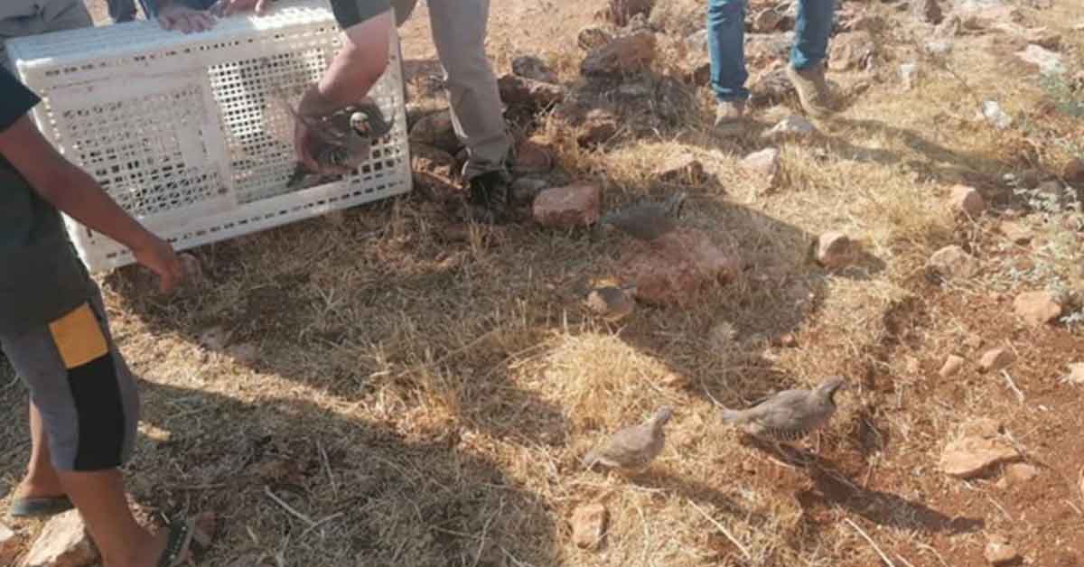 Şanlıurfa’da Bin 500 Kınalı Keklik Doğaya Salındı 1 kinali keklik sanliurfa