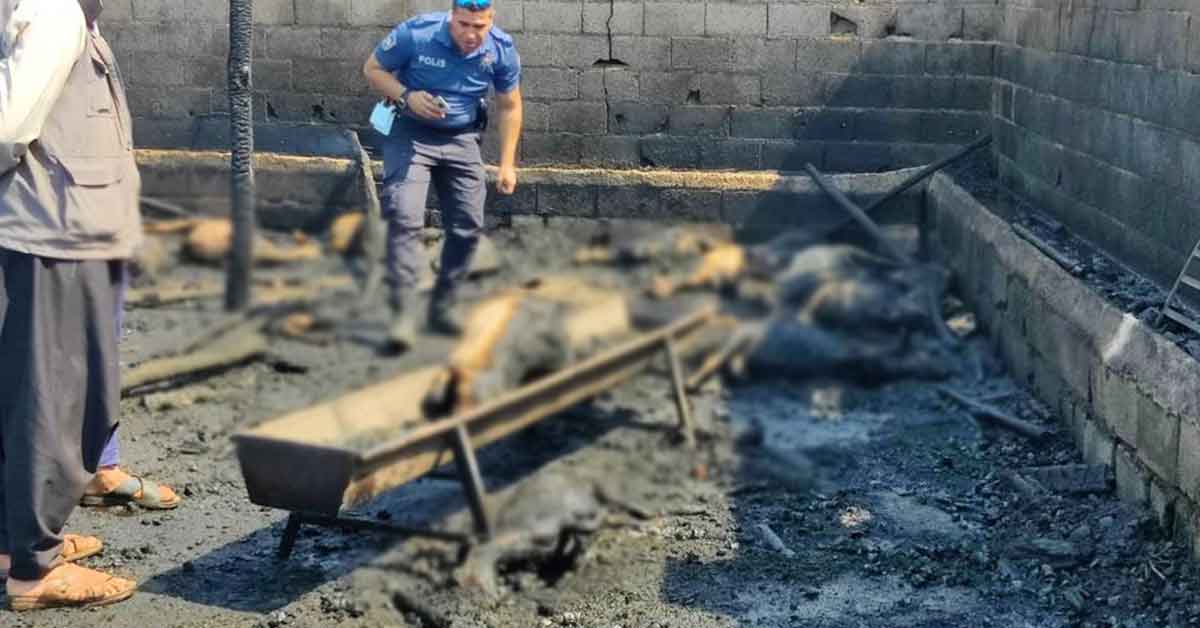 Şanlıurfa'da 25 tane hayvan yanarak telef oldu