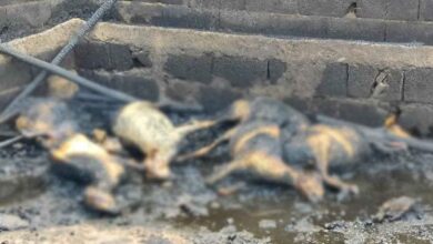 Şanlıurfa'da 25 tane hayvan yanarak telef oldu